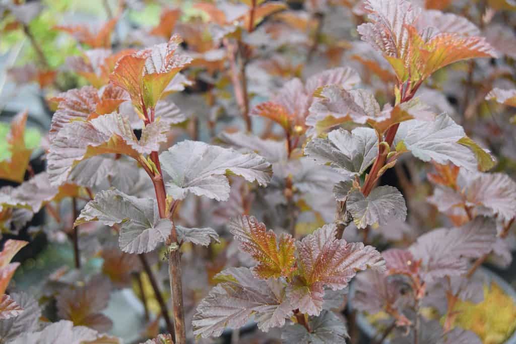 Physocarpus opulifolius 'Diabolo' 20-30 cm
